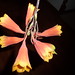 Patricia Bell Photo 33