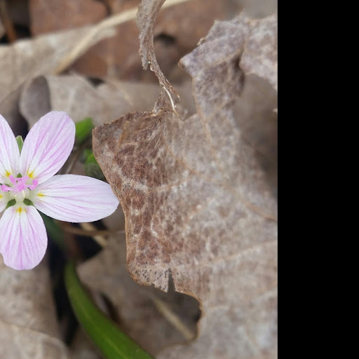 Jennifer Spicer Photo 41