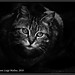 Vincent Gatto Photo 8