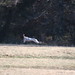 Henry Shelby Photo 13