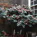 Camellia Johnson Photo 14