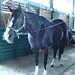 Julie Davie Photo 17