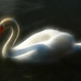 Ray Swan Photo 15