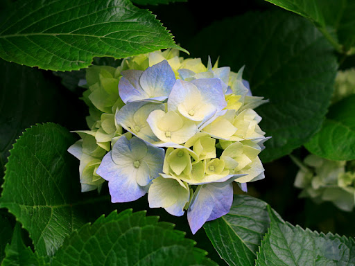 Susan Rich Photo 29