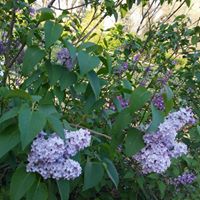 Karen Argo Photo 25