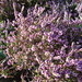 Heather England Photo 27