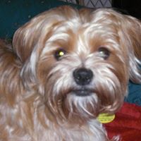 Cheryl Yoder Photo 10