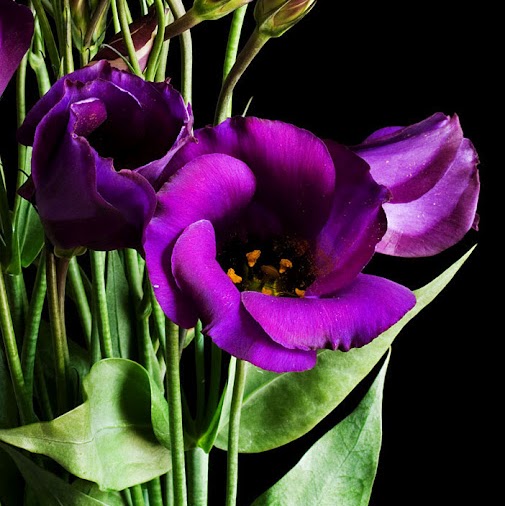 Sue Stephens Photo 27