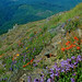 Mary Peak Photo 6