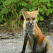 Cindy Fox Photo 7
