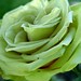 Rose Green Photo 15