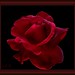Bette Bloom Photo 9