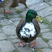James Mallard Photo 31