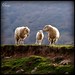 Patricia Lamb Photo 15