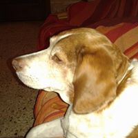 Andrea Damato Photo 20