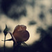 Brandy Rose Photo 13