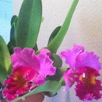 Shirley Hays Photo 8