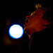 Richard Searle Photo 9