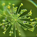 Crystal Dill Photo 17