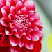 Flor Garcia Photo 9