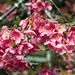 Carol Bee Photo 5