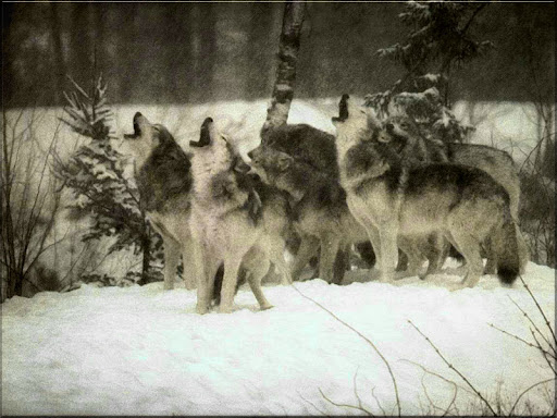 Anthony Wolf Photo 12