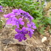 Amy Flowers Photo 19