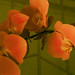 Lan Wu Photo 20