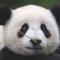 Lin Zhao Photo 33