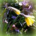 Robert Herrick Photo 50