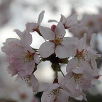 An Huynh Photo 35