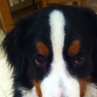 George Mcdermott Photo 21