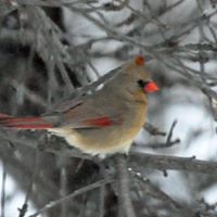 Robin Arsenault Photo 7