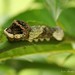 Dawn Dever Photo 13