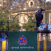 Timothy Crow Photo 20