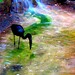 Wade Bird Photo 11