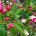 Donald Apple Photo 11