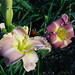 Gary Colby Photo 24