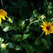 Susan Hampton Photo 34