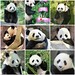 Zhen Gao Photo 11