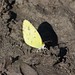 Lisa Little Photo 15