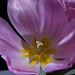 Travis Flowers Photo 16