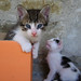 Alice George Photo 38