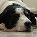 Shelly Deforest Photo 1