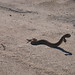 Joshua Wester Photo 4