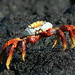 James Lightfoot Photo 24
