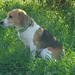Elizabeth Beagle Photo 11