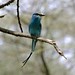 David Shackleford Photo 27