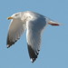 Michael Herring Photo 16