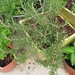 Rosemary Urban Photo 4